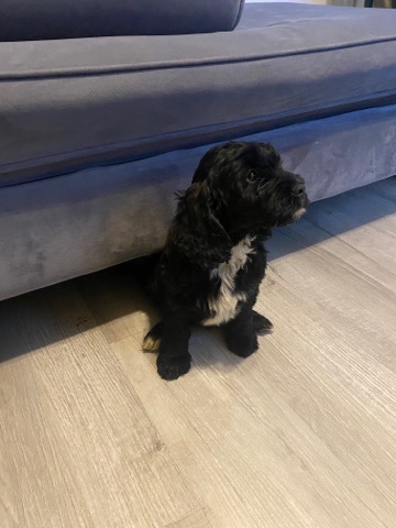Poodle – Puppy