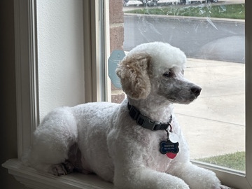 Poodle – Dipper is Ready For His Forever Home! – American Fork