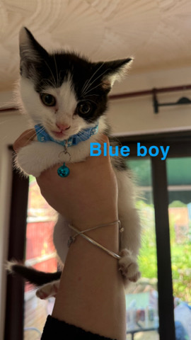 British Shorthair – 2 British shorthair for sale