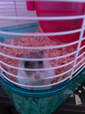 Any – selling hamster