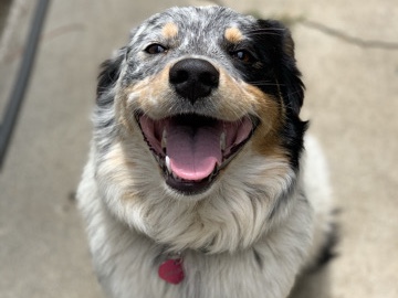 Australian Shepherd – rehoming azula – Los Angeles
