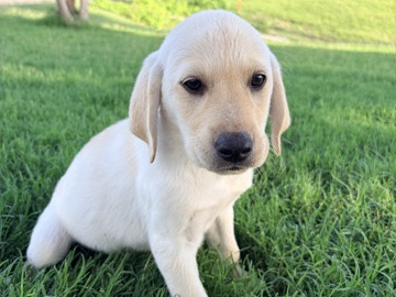 Labrador Retriever – AKC Labradors – Anna