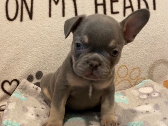 French Bulldog – French bulldogs – Chicago