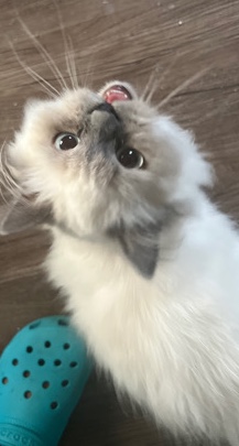  Beautiful Himalayan kitten