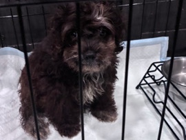 Cockapoo – 14 week old cockapoo – Luling