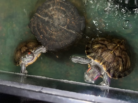 turtles
