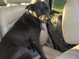 Labrador Retriever – Need to Re-home Mom, son and daughter – Riverdale