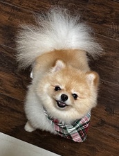 Pomeranian – Male Pomeranian for Sale