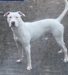 American Staffordshire Terrier – American staffordshire terrier