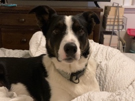 Norrbottenspets – Rehoming a 4 year old Border Collie – Wooster