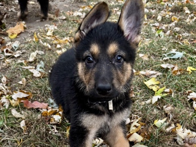 German Shepherd – AKC German Shepherd