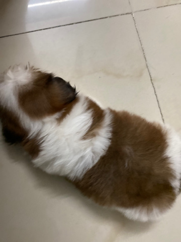 Shih Tzu – shihztu -male