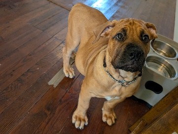 Boerboel – Boerboel Puppy – San Antonio