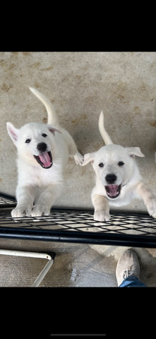 German Shepherd – White German Shepherd for sale