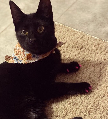kitten / her name is Tipsy