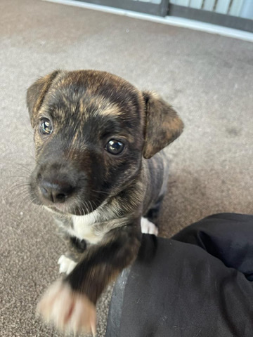 puppy needs rehome