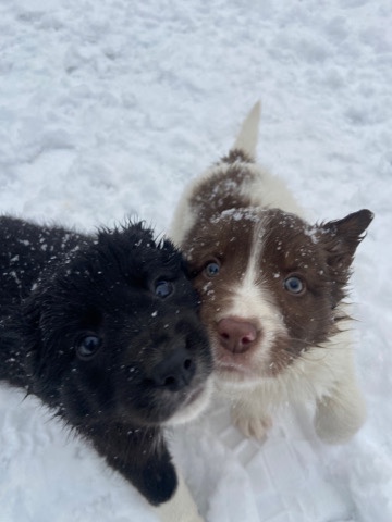 Border Collie – ABCARegistered Border Collies