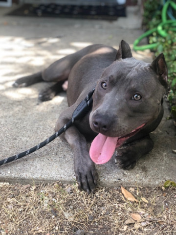 American Pit Bull Terrier – Pit bull Mix
