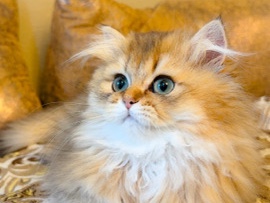 British Longhair – Black Golden BLH – Tampa
