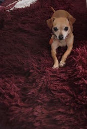 Dachshund – Ahsoka Tano Free re-home