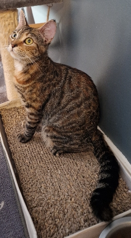 Bengal – Bengal x Persian kittens