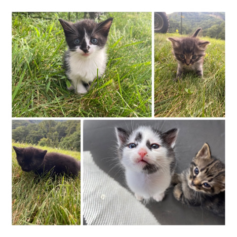 American Shorthair – Cute Kittens (Free)