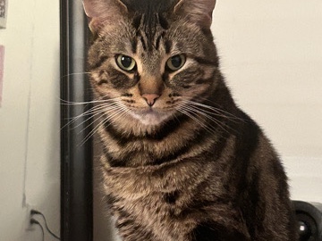 Dragon Li - Rehoming Papi (Cat) available for adoption in Petersburg