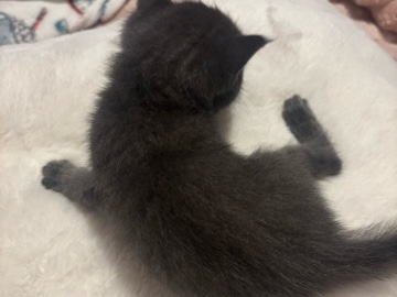 kittens for sale – Winter Haven