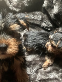 Yorkshire Terrier – Selling Yorkie Puppy! One Left! – Ashburn
