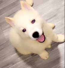 Siberian Husky – husky pups for sale