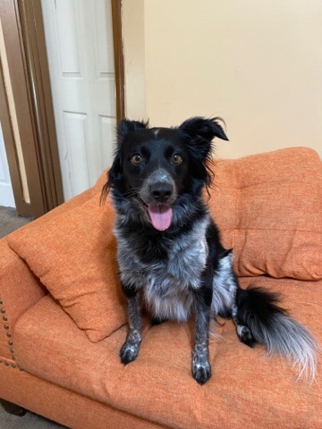 Australian Shepherd – Free to good home