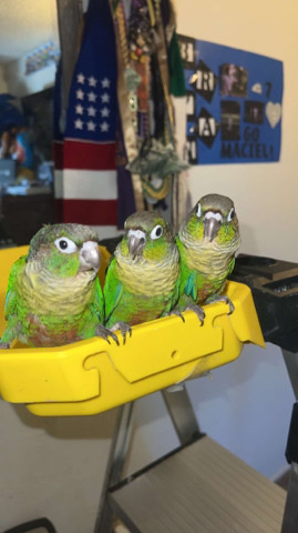 Green-Cheeked Conure – Baby Green Cheeks