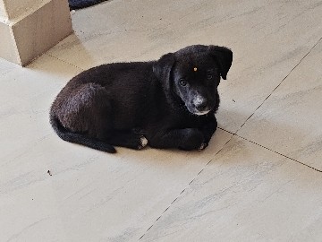 Indian pariah dog – Free Adoption for Coco – Bengaluru