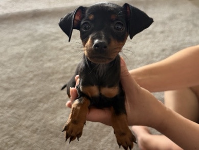 Miniature Pinscher – Miniature Pinscher – Rialto