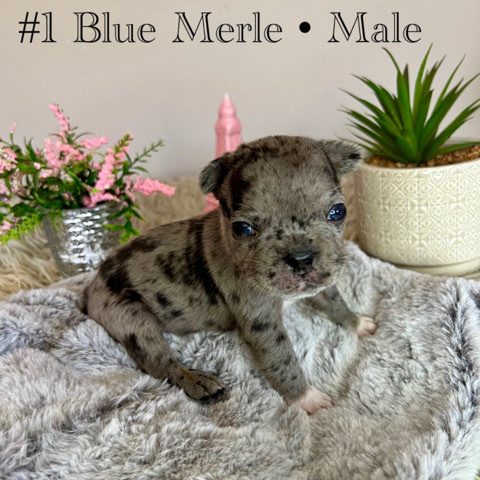 French Bulldog – Pure French Bulldog puppies