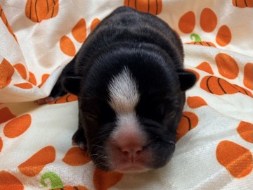 French Bulldog – 🐾 French Bulldog Puppies Coming Available Soon! 🐾 – Monroe