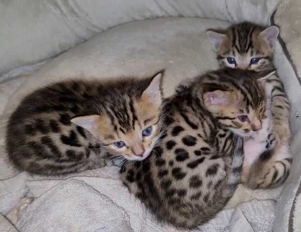 Bengal – Bengal kittens