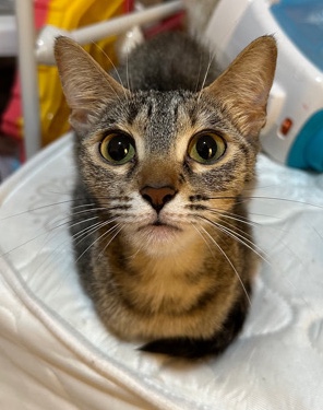 two female cats 1 years old FREE