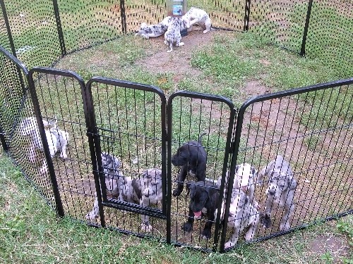 Great Dane puppies 