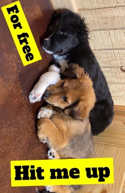 Border Collie – puppies