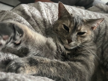 American Shorthair – Cloe – Wilkes-Barre