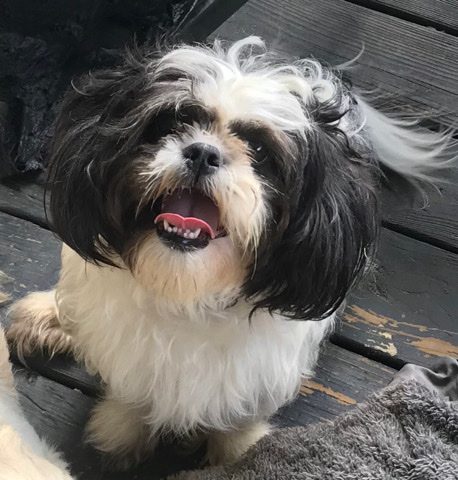 Shih Tzu – shih tzu