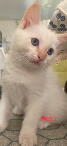 Siamese – Flame Point Siamese Kitten