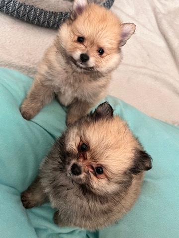 Pomeranian – Pomeranian puppies