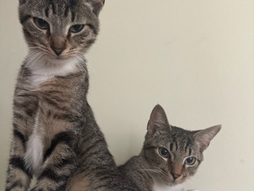 Tabby Twin Boys ! – Fort Lauderdale