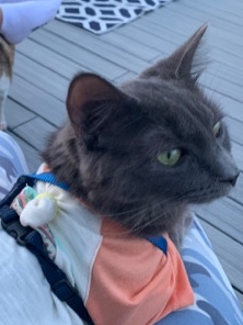 Nebelung – Chester- Cute Male Cat