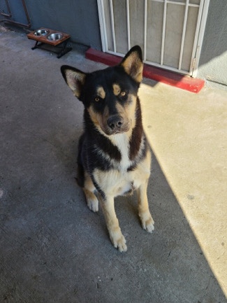 German Shepherd – free German Shepard / Siberian Husky