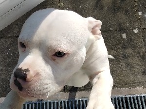 Bullmastiff – pocket bully crossed with pit – Birmingham