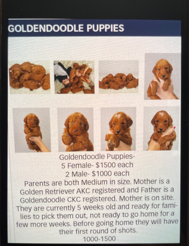 Golden doodles for sale!