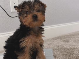 Yorkshire Terrier – yorkie – Trophy Club